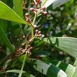 Acacia melanoxylon ഫലം