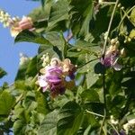 Cochliasanthus caracalla Flower