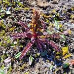 Pedicularis oederi Çiçek