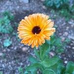 Calendula stellata 花