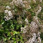 Ageratina ligustrina Цвят