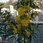 Cyrtopodium andersonii Flower
