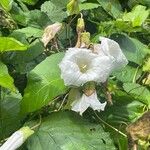 Calystegia silvatica 形態