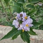 Solanum bonariense Bloem