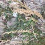 Achnatherum calamagrostis Flower