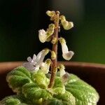 Plectranthus forsteri Квітка