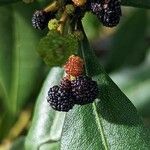 Myrica faya ഫലം