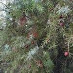 Juniperus oxycedrus Лист