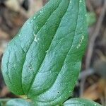 Smilax tamnoides Blatt