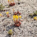 Sedum lanceolatum Habit