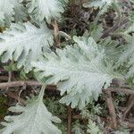 Ambrosia chamissonis Feuille