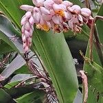 Alpinia zerumbet Fleur