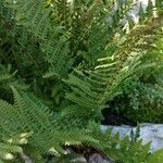 Dryopteris villarii Fulla