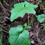 Mycelis muralis Leaf