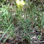 Linaria vulgaris Habit