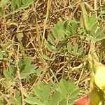 Tephrosia purpurea 葉
