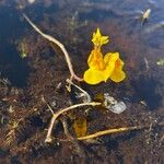 Utricularia vulgaris Fula
