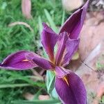 Iris giganticaerulea Flower