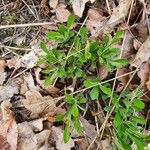 Antennaria plantaginifolia Leaf