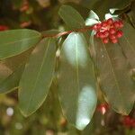 Polyalthia suberosa Leaf