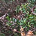 Daboecia cantabrica Leaf