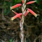 Aloe humilis Blodyn