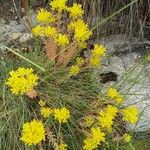 Petrosedum montanumFlower