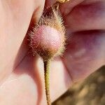 Distimake aegyptius फल