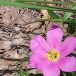 Sabatia campestris Flower