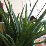 Aloe vera Листок