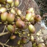 Chambeyronia divaricata Fruit