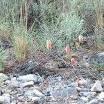 Astragalus aequalis Habit