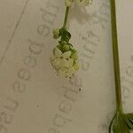 Galium saxatile Blomst