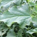 Chenopodium bonus-henricus Leaf