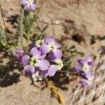 Matthiola tricuspidata 花