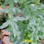 Senecio vulgaris 葉