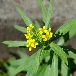 Erysimum cheiranthoides Blüte