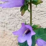 Campanula medium 花