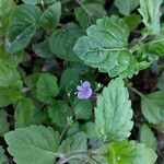 Veronica montanaFlower