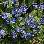 Veronica chamaedrys Cvijet