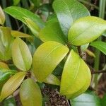 Eugenia uniflora Likasa