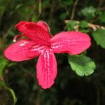 Asteranthera ovata Flower