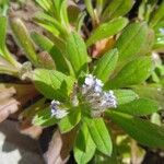 Hydrangea quercifolia Floare