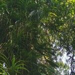 Grammatophyllum speciosum Lapas