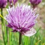 Allium schoenoprasum Квітка