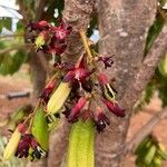 Averrhoa bilimbi Flower