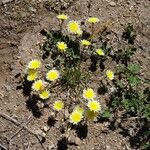 Malacothrix californica Flower