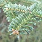 Abies nebrodensis Folio