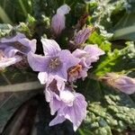Mandragora officinarum Floare