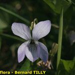 Viola lactea Blomma